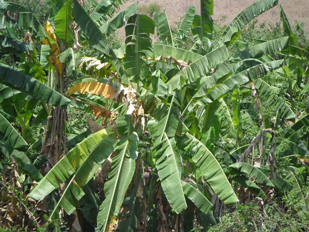 Terminal Oceânico da Barra do Dande | Trifolio